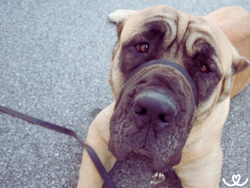 Psi-plemeno-cane-corso (4)